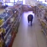 Taureau dans un supermarché