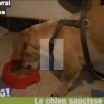 saucisse