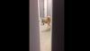 La vidéo d’un loup dans un hôtel de Sotchi 2014 fait le buzz !