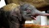 Zoo d’Anvers : accouchement d’un éléphant en direct sur le net