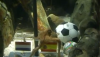 Coupe du Monde 2010 : regardez Paul le poulpe pronostiquer la finale du mondial