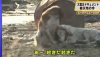 Tsunami Japon 2011 : la vidéo d’un chien aidant un autre chien fait le buzz!